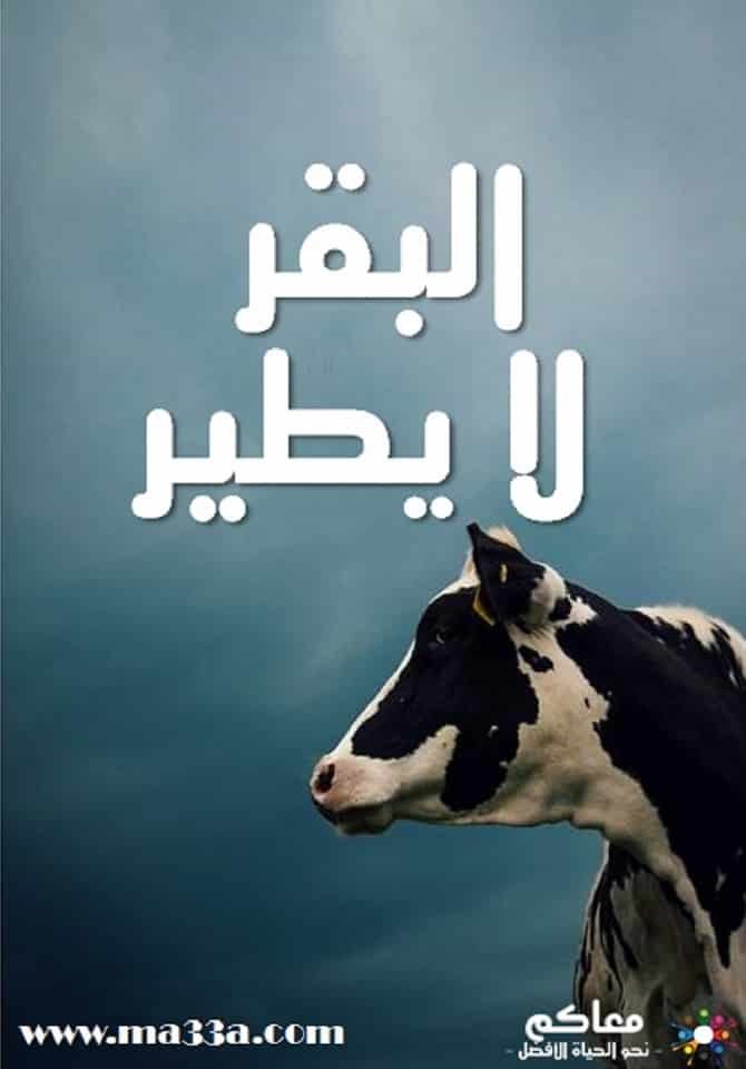 %d8%a8%d8%b1%d9%86%d8%a7%d9%85%d8%ac-%d9%85%d8%b9%d8%a7%d9%83%d9%85-%d8%a7%d9%84%d8%a8%d9%82%d8%b1-%d9%84%d8%a7-%d9%8a%d8%b7%d9%8a%d8%b1