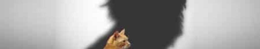 مفهوم الثقة بالنفس (Self Confidence)