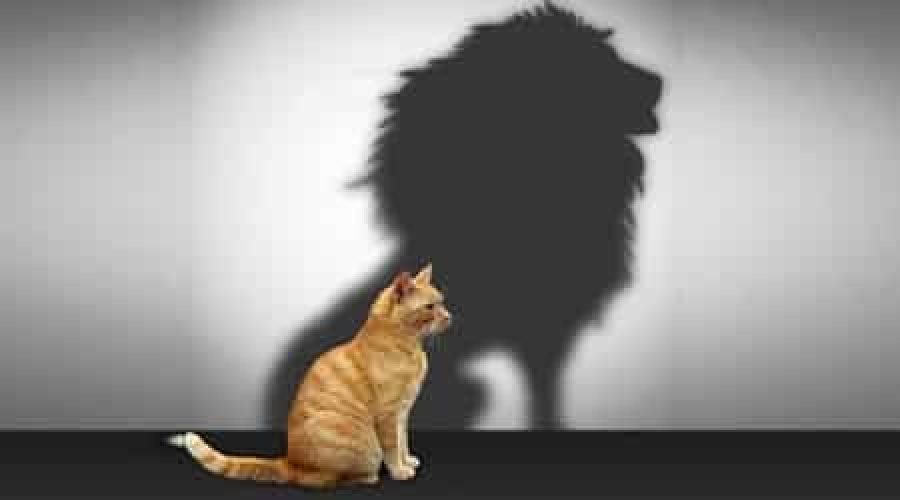 مفهوم الثقة بالنفس (Self Confidence)