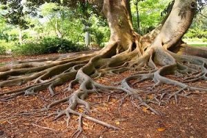 جذور الثقة بالنفس (Confidence Roots)