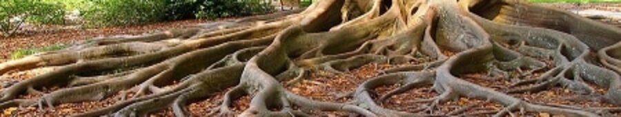 جذور الثقة بالنفس (Confidence Roots)