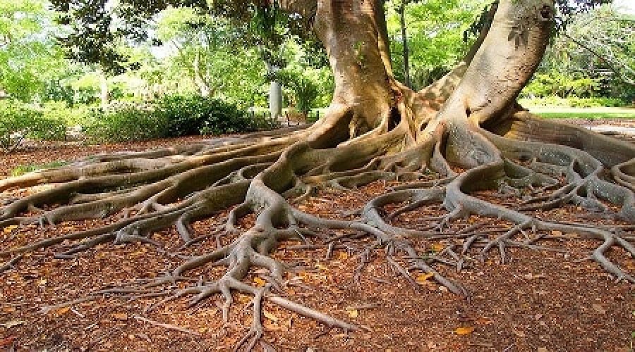 جذور الثقة بالنفس (Confidence Roots)