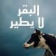 البقر لا يطير