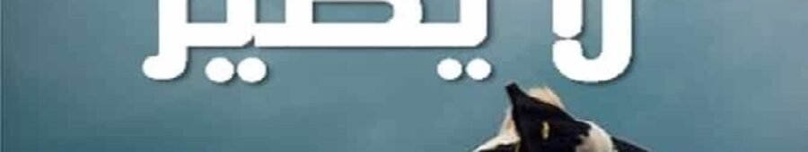 البقر لا يطير