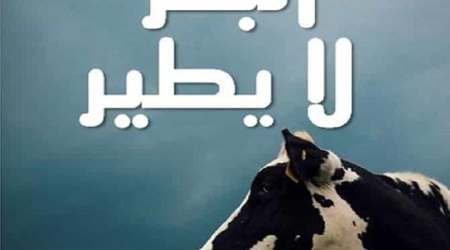 البقر لا يطير